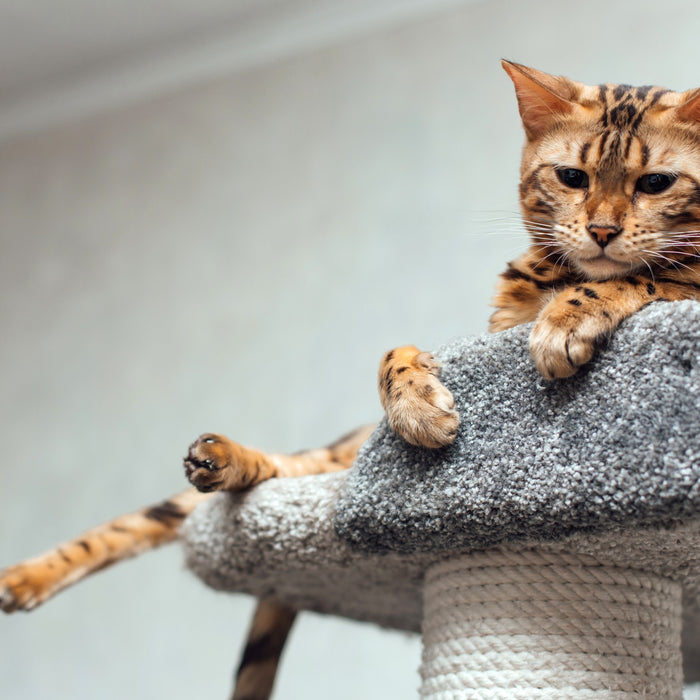 8 Cat Trees That’ll Make Your Lil’ Tiger Feel Like King of the Jungle