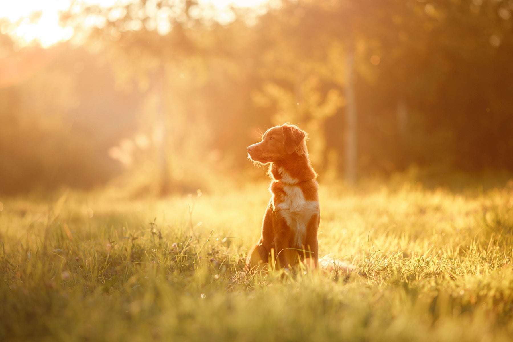 Summer Doggie Dos to Keep Your Pet Healthy