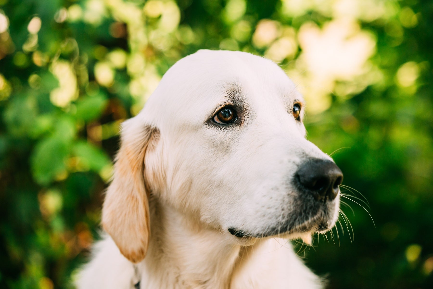Glucosamine For Dogs: Safe Dosages and Uses