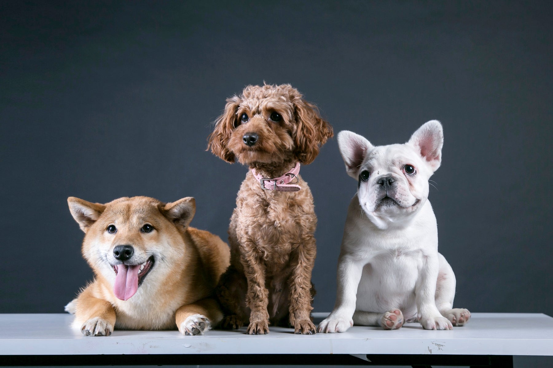 THE 5 DOG BREEDS YOU’RE GOING TO SPEND THE MOST MONEY ON