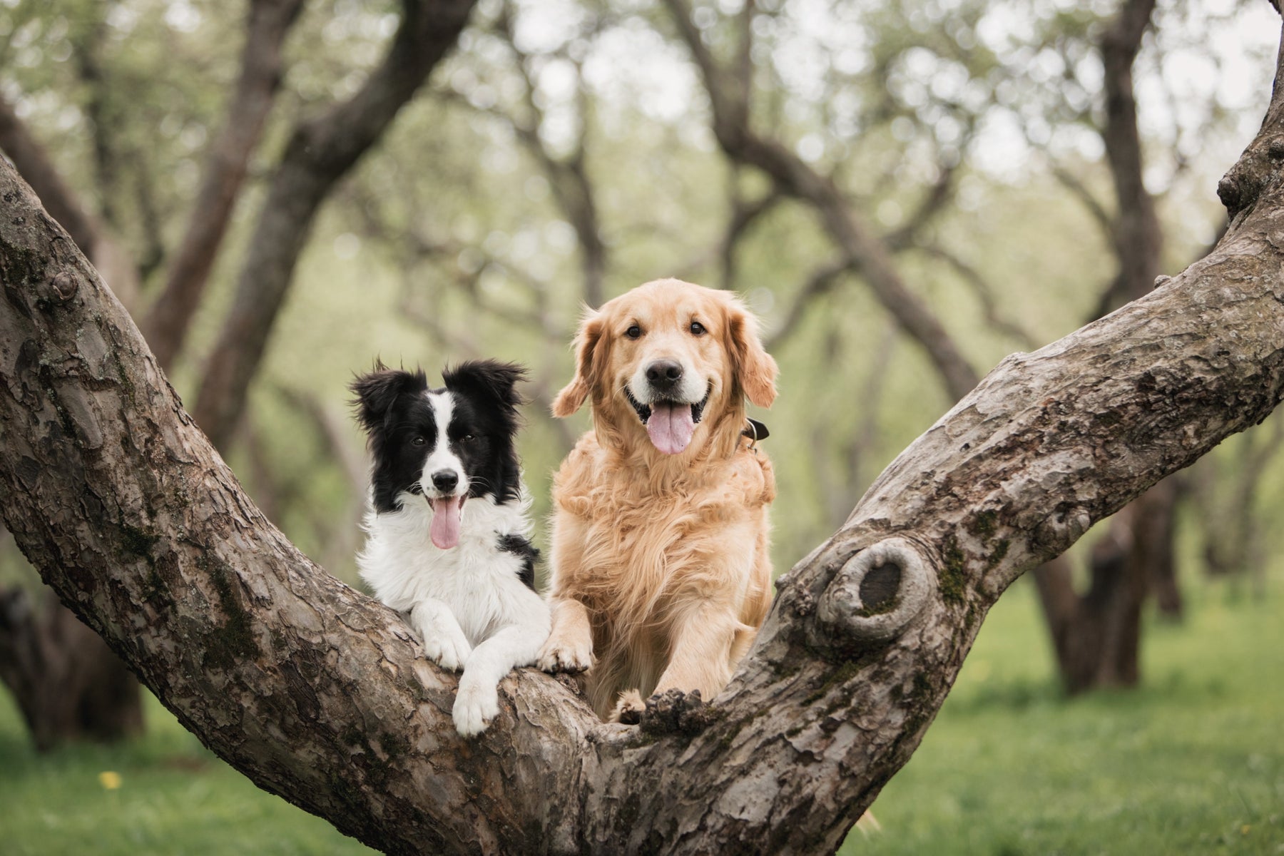 Benadryl For Dogs: Safe Dosages And Uses