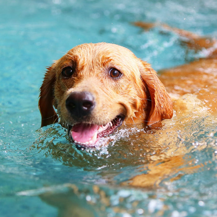 Summer Cooling Products for Pets
